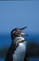Manchot des Galapagos (Spheniscus mendiculus) - île de Isabela Ref:36894